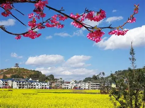 坪盘村油菜花