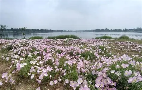 七里河湿地公园