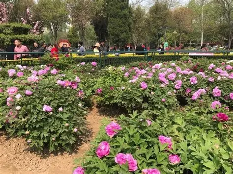 天香公园