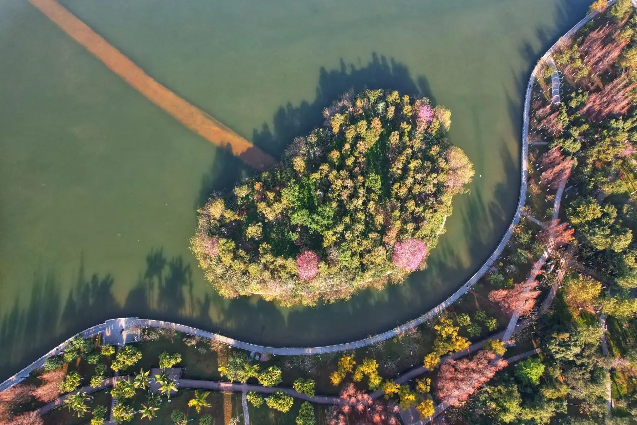 樱花岛