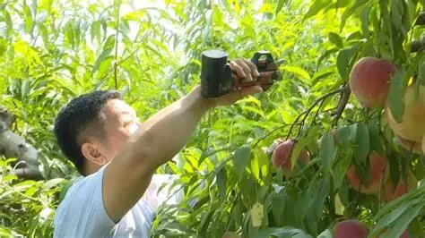 衡水市深州市深州蜜桃观光园