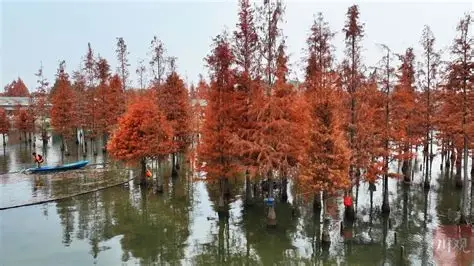 白地市镇彭家湾村水杉林