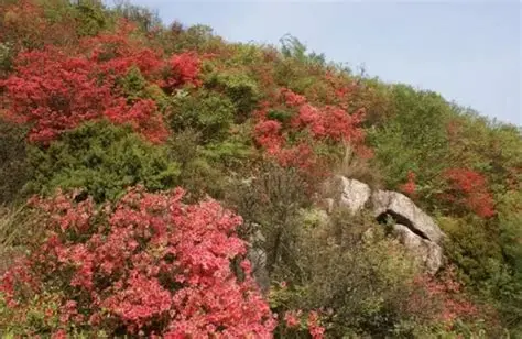 紫金山森林公园