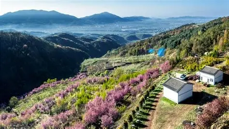 老君山樱花谷