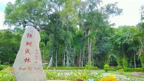 西双版纳独树成林景区