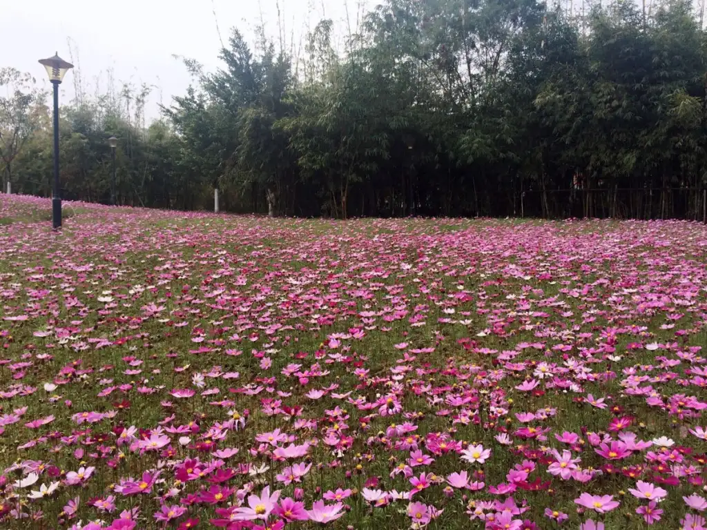 马草江生态公园