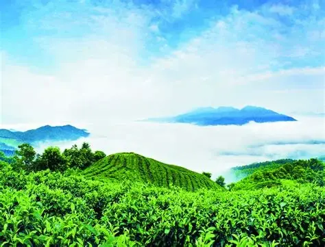 南山茶海旅游风景区