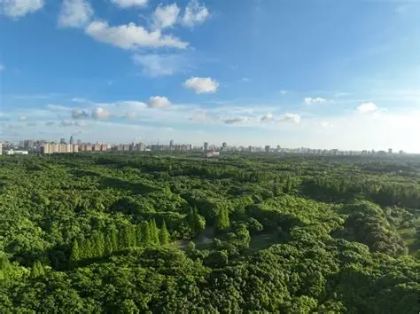 城市森林空间