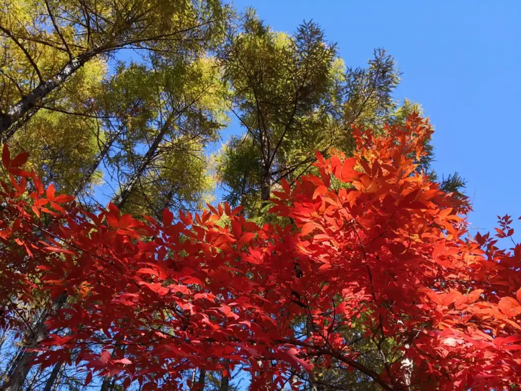 寒葱顶国家森林公园
