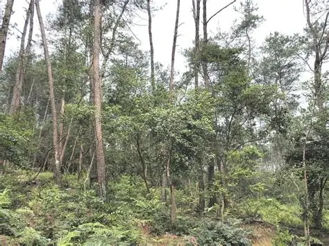 四川省雷音铺森林公园