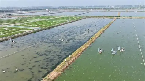 灌南县硕项湖湿地公园