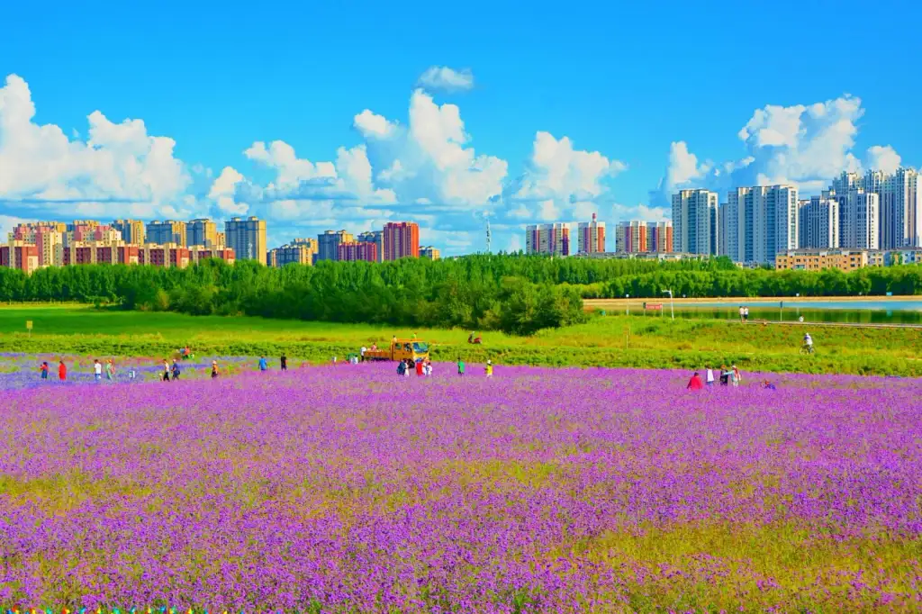 通辽薰衣草庄园