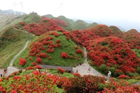 播州区洪关乡太阳坪景区