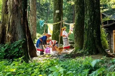 崇木凼古树林
