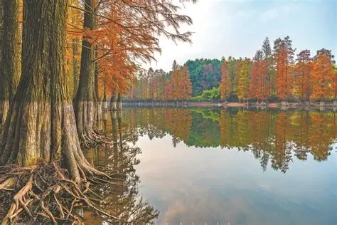 长阳铺水杉林风景区