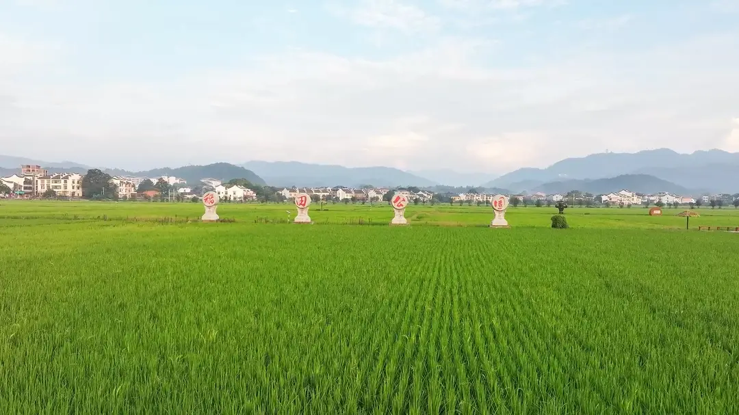 安仁稻田公园