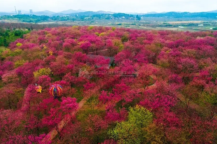 桂阳樱花园