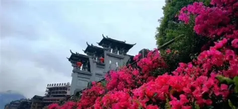 酉阳