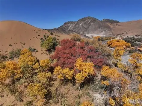 多坝沟胡杨峡