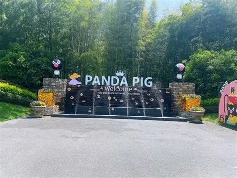 熊猫猪猪两头乌国际牧场