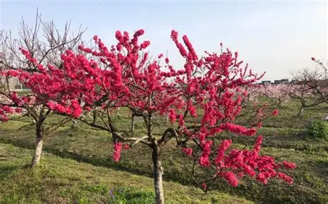 吕巷水果公园