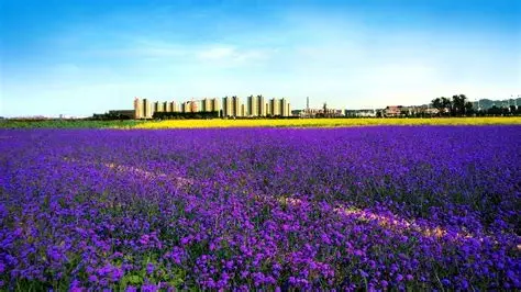 紫金花城景区