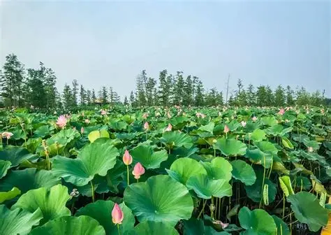 西湖城市湿地公园