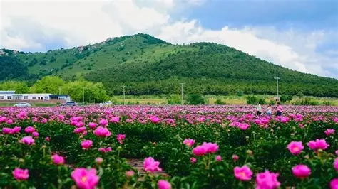 阜新