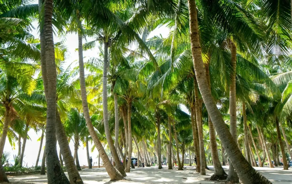 前海湾椰风海韵度假区