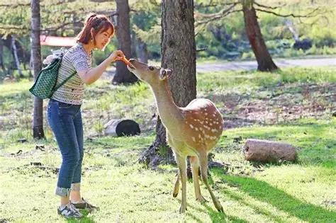 鹿村