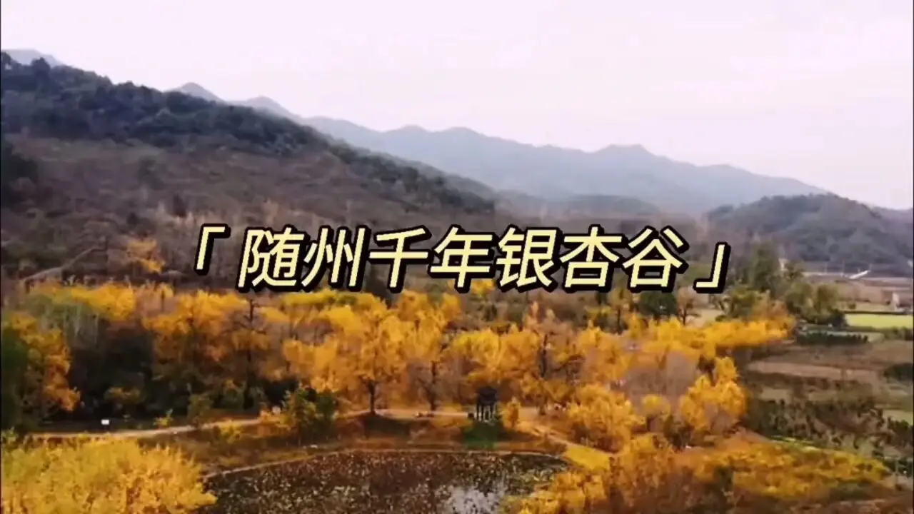 千年银杏谷