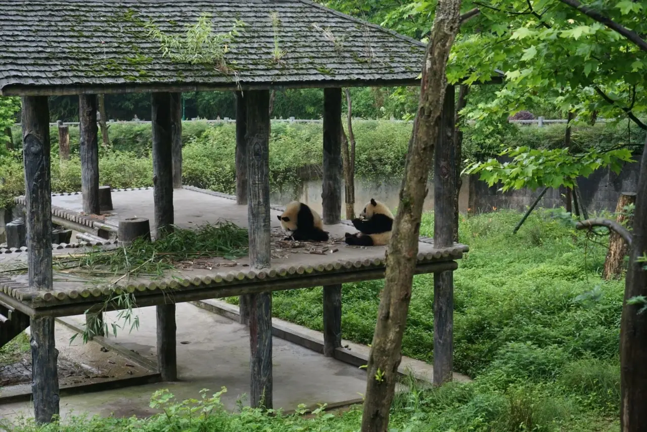 熊猫基地