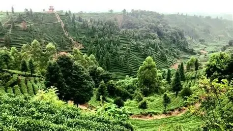 牛碾坪万亩观光茶园