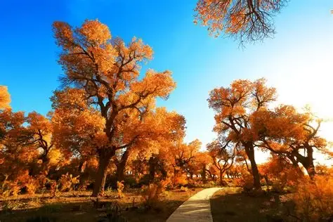 黑城弱水胡杨风景区