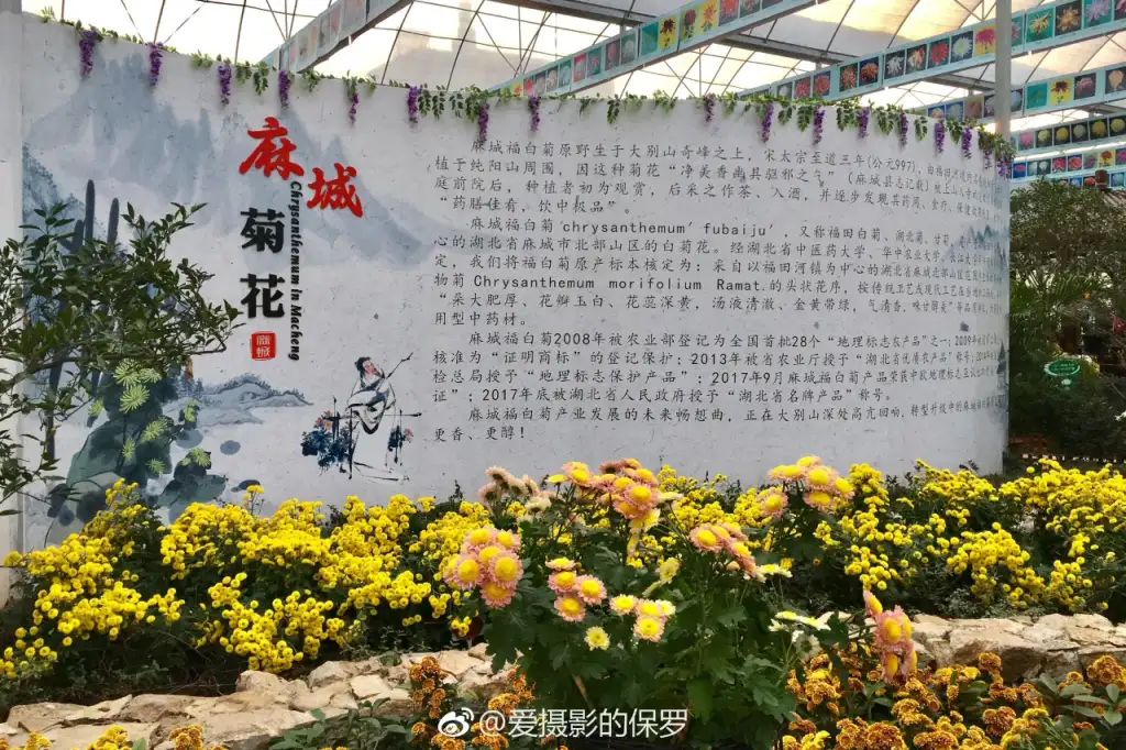 麻城市菊香人家景区