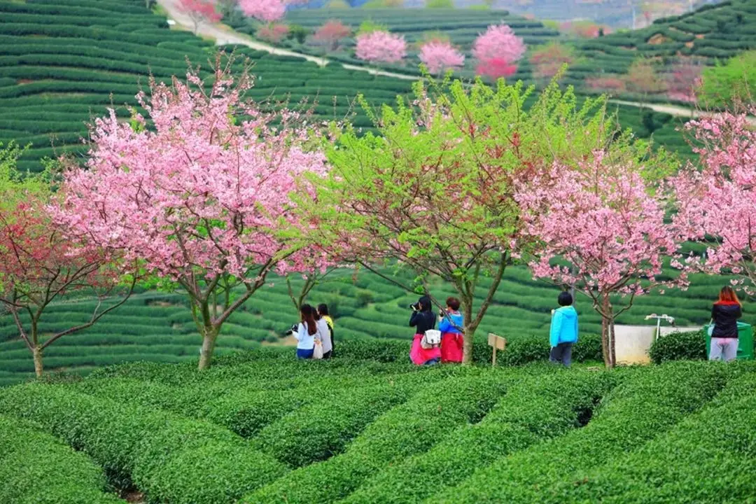 永福樱花茶旅景区